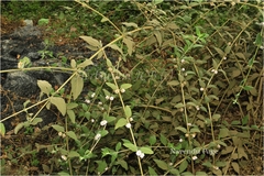 Lippia javanica